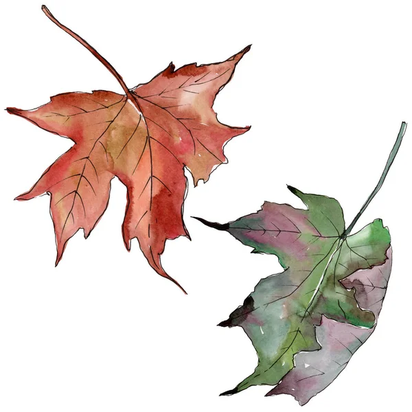 Watercolor Green Red Maple Leaves Leaf Plant Botanical Garden Floral — Stock Photo, Image