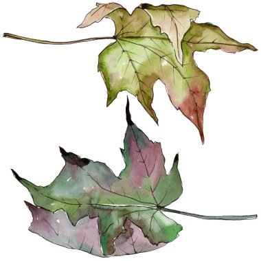 Sulu boya yeşil ve kırmızı akçaağaç yaprakları. Yaprak bitki botanik bahçe çiçek yaprakları. İzole illüstrasyon öğesi.