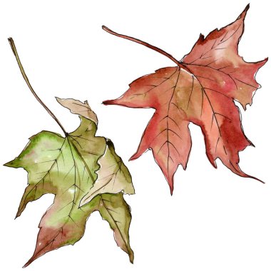 Sulu boya yeşil ve kırmızı akçaağaç yaprakları. Yaprak bitki botanik bahçe çiçek yaprakları. İzole illüstrasyon öğesi.