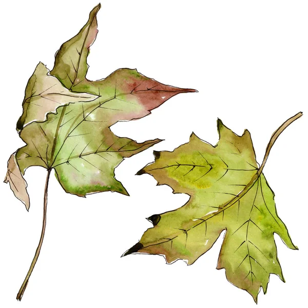 Akvarell lönnlöv gröna och röda. Leaf växt botaniska trädgård blommig bladverk. Isolerade illustration element. — Stockfoto