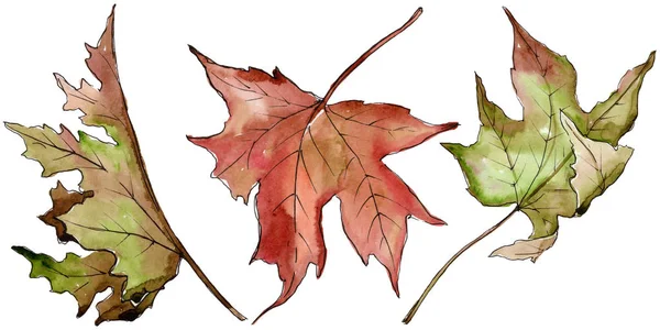 Acquerello verde e rosso foglie d'acero. Foglia vegetale orto botanico fogliame floreale. Elemento di illustrazione isolato . — Foto Stock