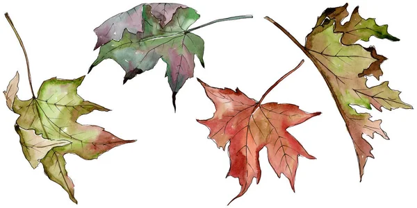 水彩の緑と赤のカエデを葉します。葉植物植物園花葉。孤立した図の要素. — ストック写真