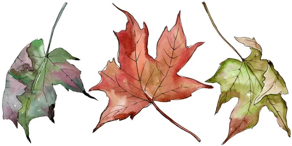 Акварельні зелені та червоні кленові листя. Листя рослини ботанічний сад квіткового листя. Ізольований елемент ілюстрації . — стокове фото