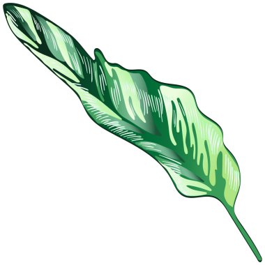 Bir vektör tarzda izole tropikal yeşil yaprakları.