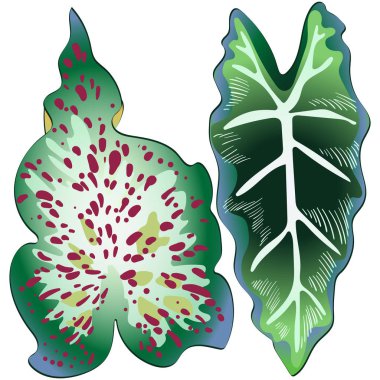 Bir vektör tarzda izole tropikal yeşil yaprakları.