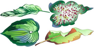 Bir vektör tarzda izole tropikal yeşil yaprakları.