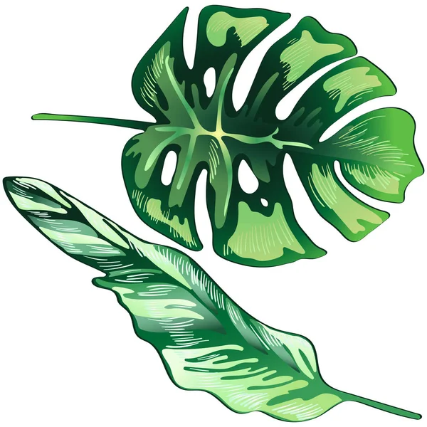 Hojas verdes tropicales en un estilo vectorial aislado . — Vector de stock