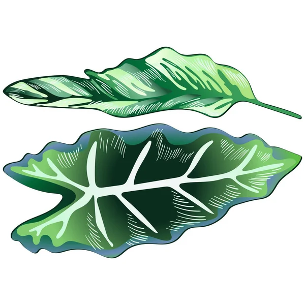 Feuilles vertes tropicales dans un style vectoriel isolé . — Image vectorielle