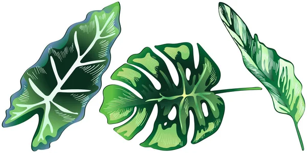 Feuilles vertes tropicales dans un style vectoriel isolé . — Image vectorielle