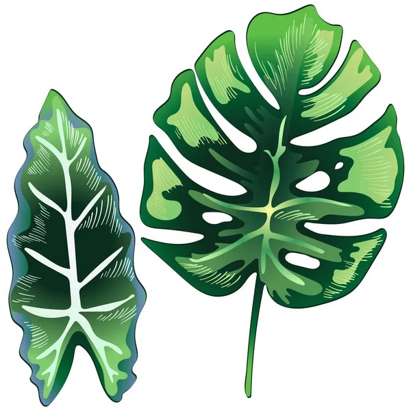 Folhas verdes tropicais em um estilo vetorial isolado . —  Vetores de Stock