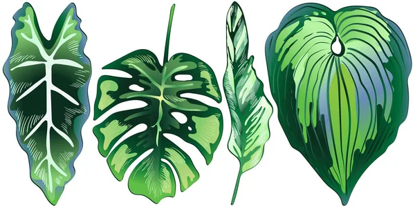Тропические зеленые листья в векторном стиле изолированы . — стоковый вектор