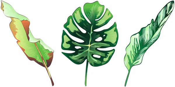 Hojas verdes tropicales en un estilo vectorial aislado . — Vector de stock