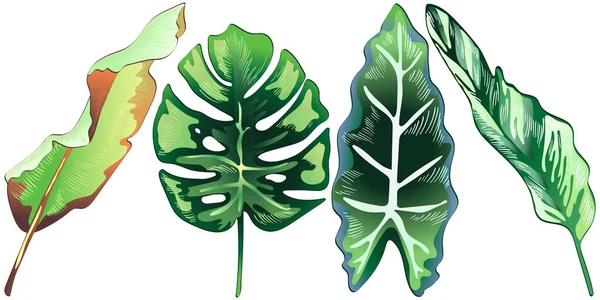 Feuilles vertes tropicales dans un style vectoriel isolé . — Image vectorielle