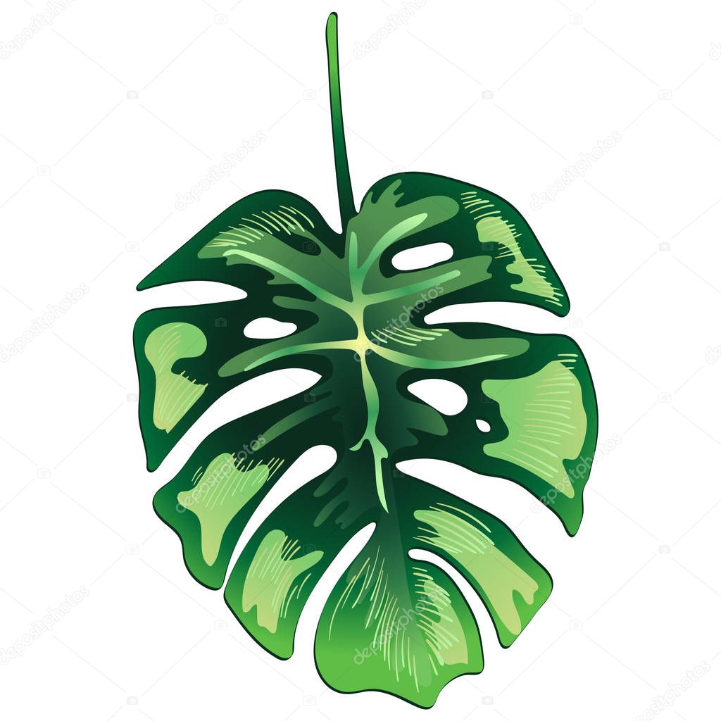 Tropical green leaves in a vector style isolated.