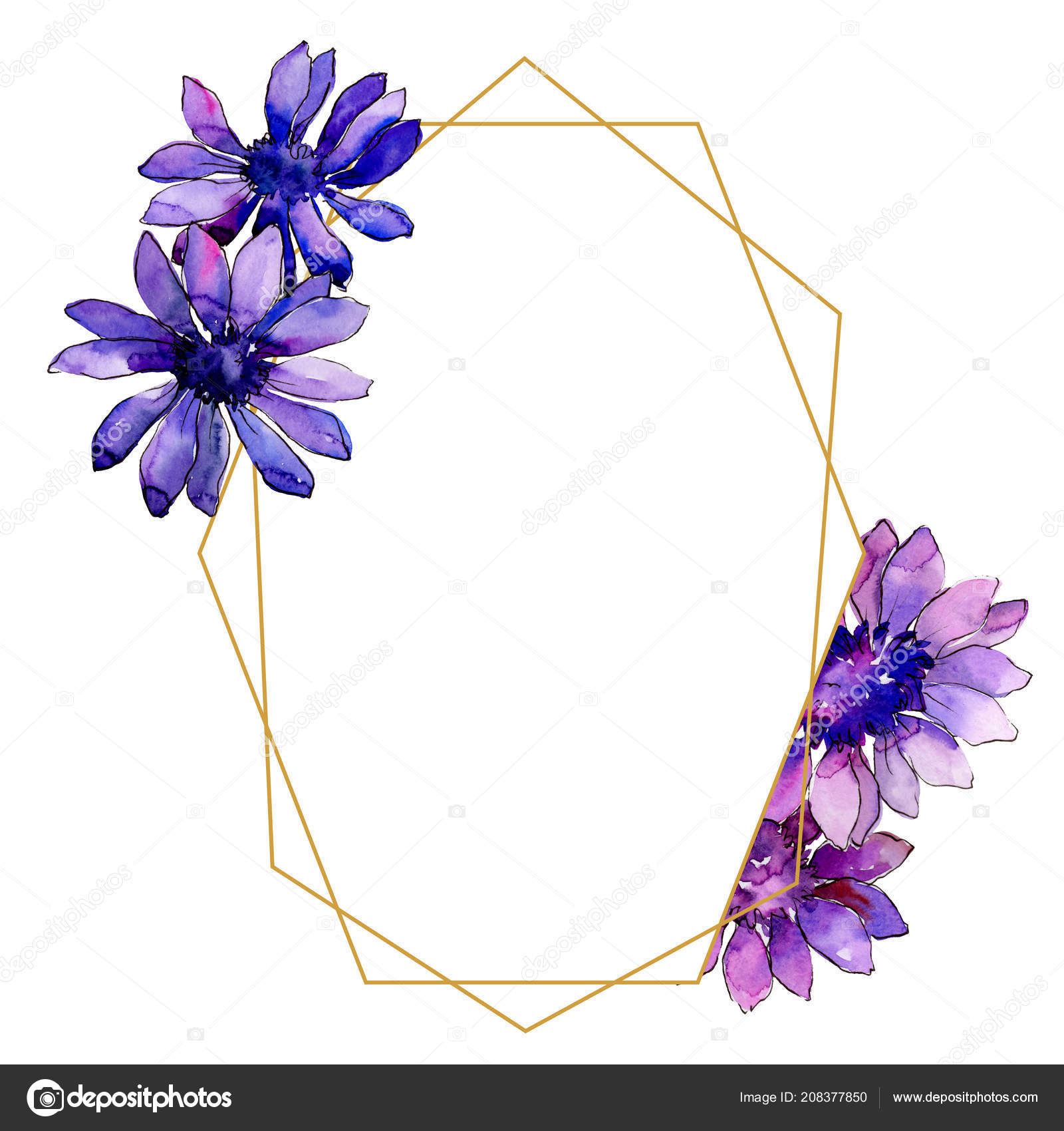 Acuarela Margarita Africana Púrpura Flor Botánica Floral Marco Borde  Ornamento Ilustración de stock #208377850 de ©MyStocks, image size:1600x1700