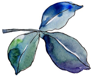 Suluboya mor güller. Botanik çiçek. İzole illüstrasyon öğesi. Arka plan, doku, sarıcı desen, çerçeve veya kenarlık için Aquarelle kır çiçeği.