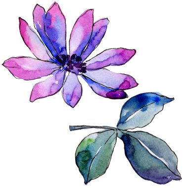 Suluboya mor güller. Botanik çiçek. İzole illüstrasyon öğesi. Arka plan, doku, sarıcı desen, çerçeve veya kenarlık için Aquarelle kır çiçeği.