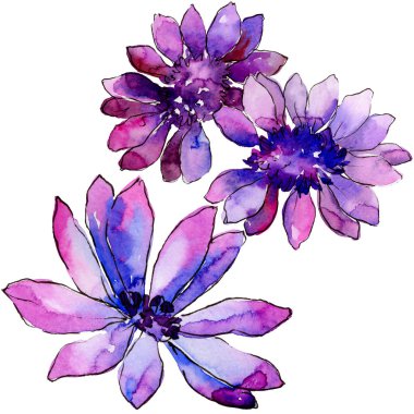 Suluboya mor güller. Botanik çiçek. İzole illüstrasyon öğesi. Arka plan, doku, sarıcı desen, çerçeve veya kenarlık için Aquarelle kır çiçeği.