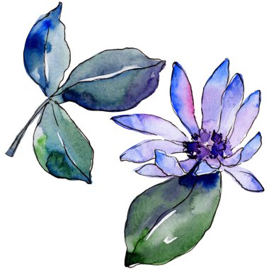 Suluboya mor güller. Botanik çiçek. İzole illüstrasyon öğesi. Arka plan, doku, sarıcı desen, çerçeve veya kenarlık için Aquarelle kır çiçeği.