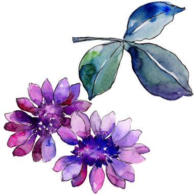 Suluboya mor güller. Botanik çiçek. İzole illüstrasyon öğesi. Arka plan, doku, sarıcı desen, çerçeve veya kenarlık için Aquarelle kır çiçeği.