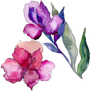 Sulu boya renkli alstroemeria çiçek. Botanik çiçek. İzole illüstrasyon öğesi. Arka plan, doku, sarıcı desen, çerçeve veya kenarlık için Aquarelle kır çiçeği.