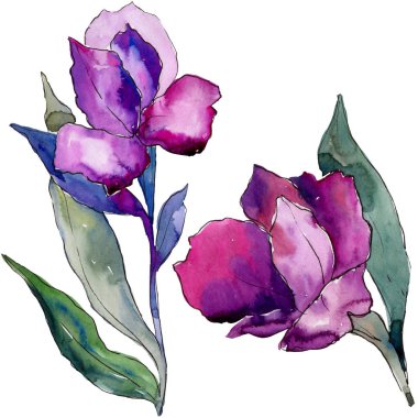 Sulu boya renkli alstroemeria çiçek. Botanik çiçek. İzole illüstrasyon öğesi. Arka plan, doku, sarıcı desen, çerçeve veya kenarlık için Aquarelle kır çiçeği.