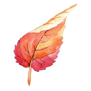 Renkli sonbahar yaprakları izole bir suluboya tarzında. Aquarelle yaprak için arka plan, doku, sarıcı desen, çerçeve veya kenarlık.