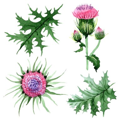 Sulu boya pembe thistle kır çiçeği. Botanik çiçek. İzole illüstrasyon öğesi. Arka plan, doku, sarıcı desen, çerçeve veya kenarlık için Aquarelle kır çiçeği.