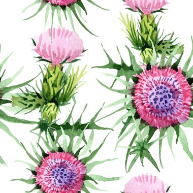 Sulu boya pembe ve mor thistle kır çiçeği. Botanik çiçek. Sorunsuz arka plan deseni. Kumaş duvar kağıdı yazdırma doku. Arka plan, doku, sarıcı desen Aquarelle kır çiçeği.