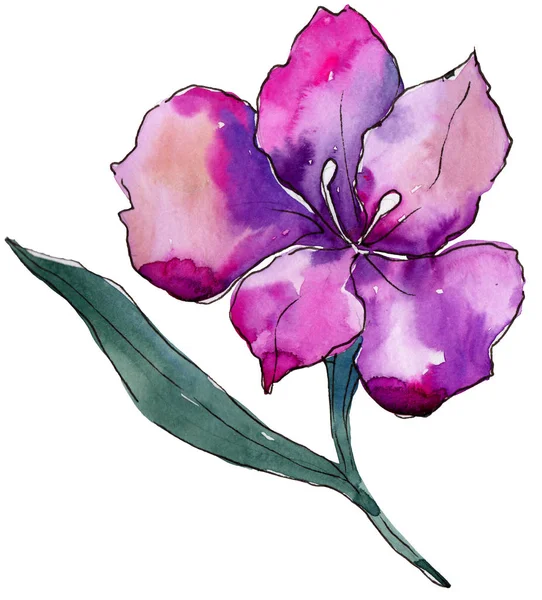 Sulu Boya Renkli Alstroemeria Çiçek Botanik Çiçek Zole Illüstrasyon Öğesi — Stok fotoğraf