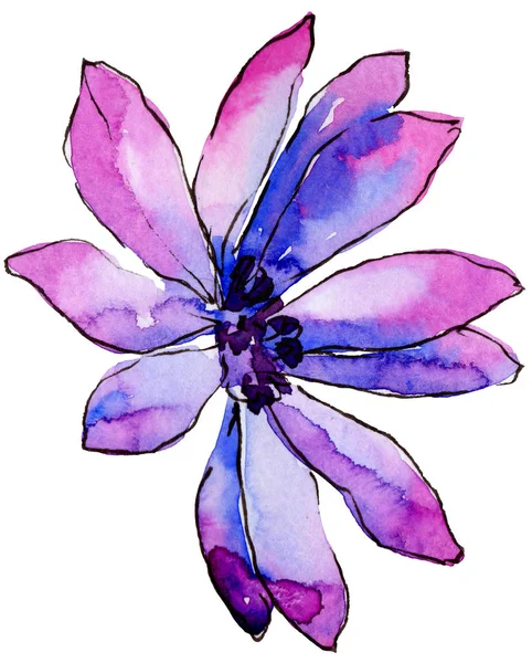 Aquarelle Marguerite Africaine Violette Fleur Botanique Florale Élément Illustration Isolé — Photo