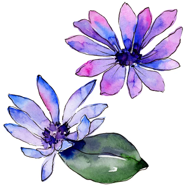 Acquerello Viola Margherita Africana Fiore Botanico Floreale Elemento Illustrazione Isolato — Foto Stock