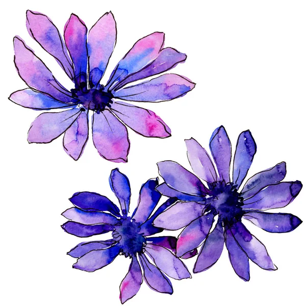Acuarela Margarita Africana Púrpura Flor Botánica Floral Elemento Ilustración Aislado — Foto de Stock
