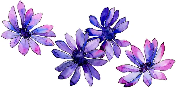 Aquarelle Marguerite Africaine Violette Fleur Botanique Florale Élément Illustration Isolé — Photo