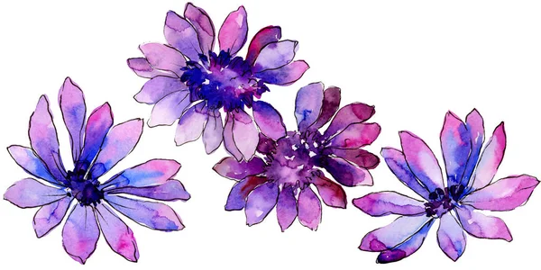 Acquerello Viola Margherita Africana Fiore Botanico Floreale Elemento Illustrazione Isolato — Foto Stock