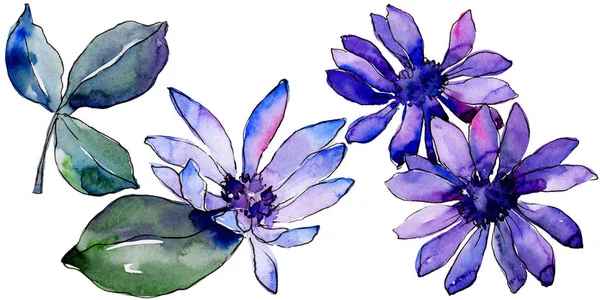 Aquarelle Marguerite Africaine Violette Fleur Botanique Florale Élément Illustration Isolé — Photo
