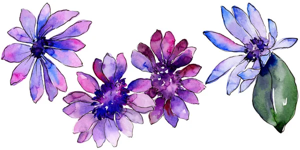 Aquarelle Marguerite Africaine Violette Fleur Botanique Florale Élément Illustration Isolé — Photo