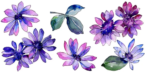 Aquarelle Marguerite Africaine Violette Fleur Botanique Florale Élément Illustration Isolé — Photo