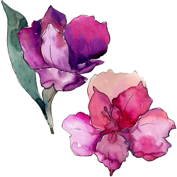 Akwarela Alstremeria Kolorowy Kwiat Botaniczny Kwiat Kwiatowy Element Ilustracja Białym — Zdjęcie stockowe