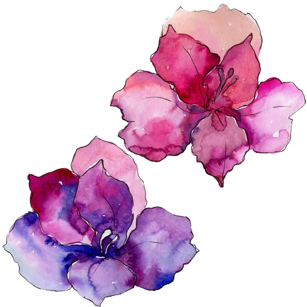 Acquerello Colorato Fiore Alstroemeria Fiore Botanico Floreale Elemento Illustrazione Isolato — Foto Stock