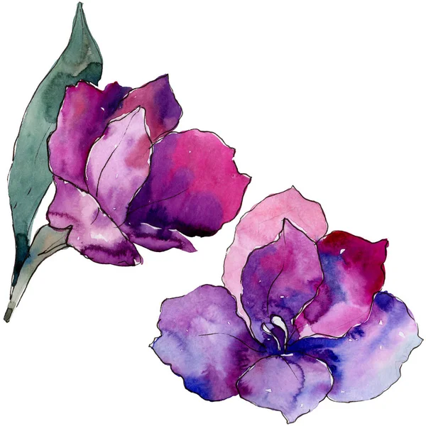 Sulu Boya Renkli Alstroemeria Çiçek Botanik Çiçek Zole Illüstrasyon Öğesi — Stok fotoğraf