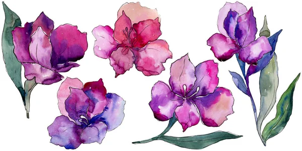 Květinový Akvarel Barevné Kosatců Květinové Botanické Květin Izolované Ilustrace Prvek — Stock fotografie