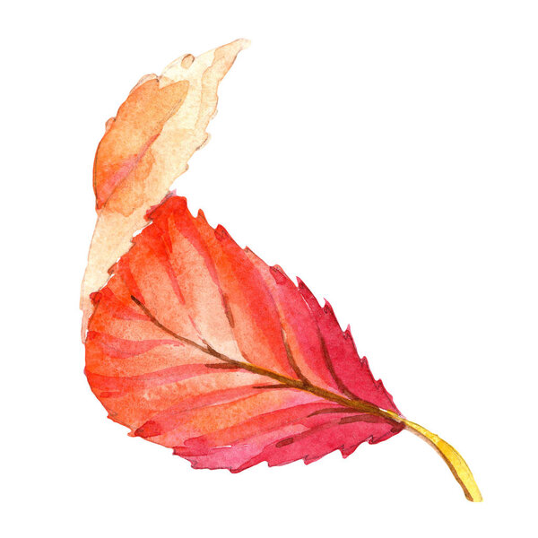 Colorful autumn leaves in a watercolor style isolated. Aquarelle leaf for background, texture, wrapper pattern, frame or border.