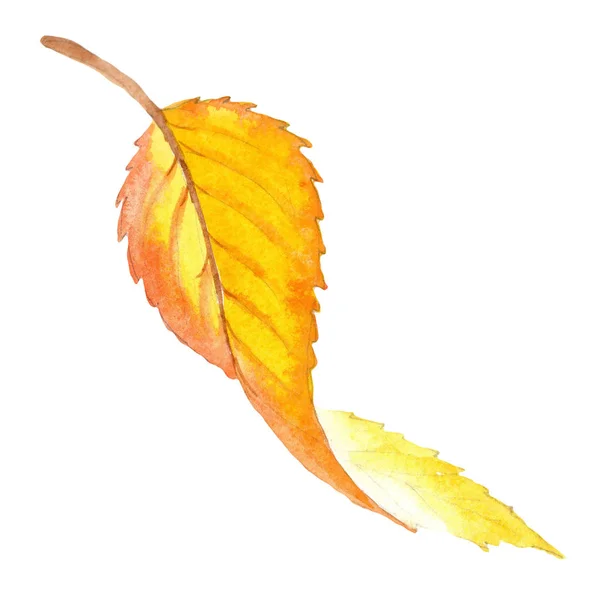Barevné Podzimní Listí Stylu Akvarelu Samostatný Aquarelle List Pro Pozadí — Stock fotografie