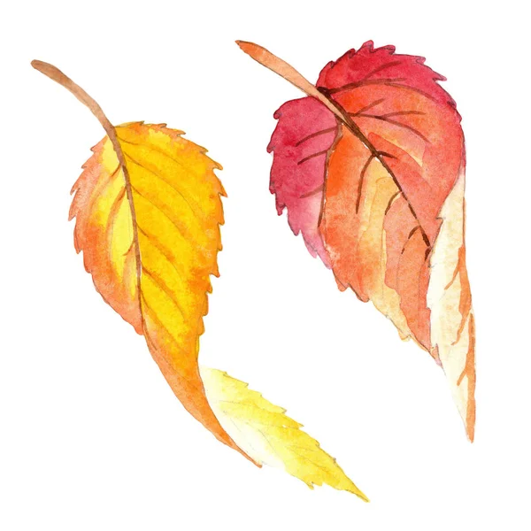 Barevné Podzimní Listí Stylu Akvarelu Samostatný Aquarelle List Pro Pozadí — Stock fotografie