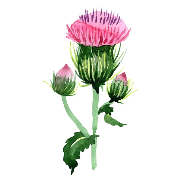 Acuarela Rosa Púrpura Cardo Silvestre Flor Botánica Floral Elemento Ilustración — Foto de Stock