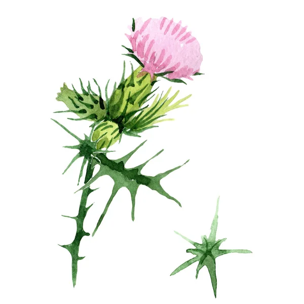 Wildflower Akvarel Růžové Fialové Bodlák Květinové Botanické Květin Izolované Ilustrace — Stock fotografie
