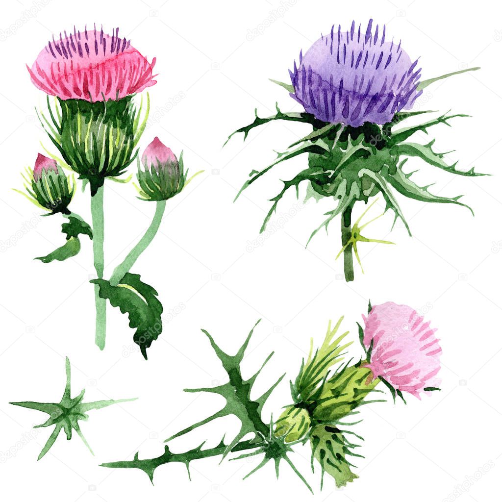 Watercolor pink and purple thistle wildflower. Floral botanical flower. Isolated illustration element. Aquarelle wildflower for background, texture, wrapper pattern, frame or border.