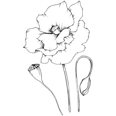 Kır çiçeği izole bir vektör tarzda haşhaş. Bitki tam adı: poppy. Arka plan, doku, sarıcı desen, çerçeve veya kenarlık için vektör çiçek.