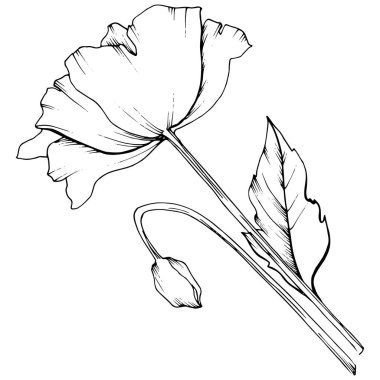 Kır çiçeği izole bir vektör tarzda haşhaş. Bitki tam adı: poppy. Arka plan, doku, sarıcı desen, çerçeve veya kenarlık için vektör çiçek.